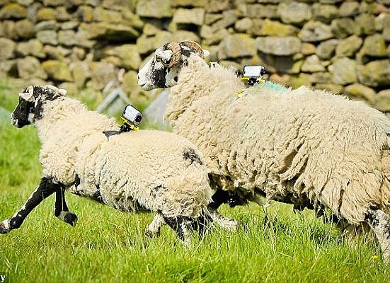 Wi-Fi будуть поліпшувати вівцями