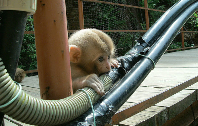 Мавпи гризуть інтернет