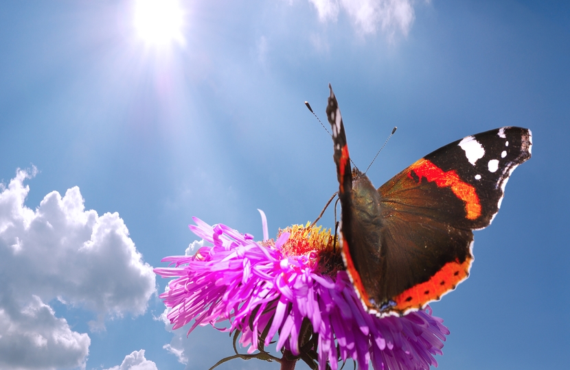 Метелики покращили сонячні батареї