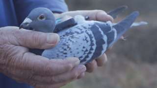 Якість повітря контролюватимуть голуби з рюкзаками