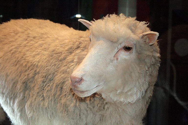 20 років з моменту клонування вівці Доллі: чи виправдалися прогнози