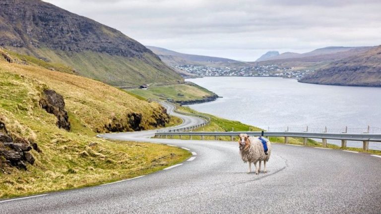 Що трапилося на Фарерських островах, де овець більше за людей