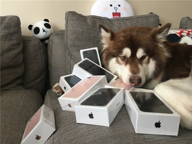 Китаєць купив своїй собаці вісім iPhone 7