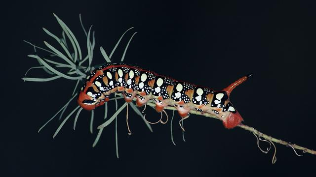 entomolog_3