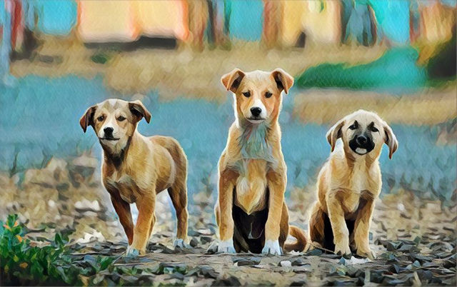 prisma-dogs