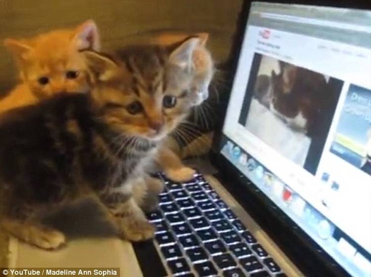 Перегляд котиків в інтернеті покращує самопочуття