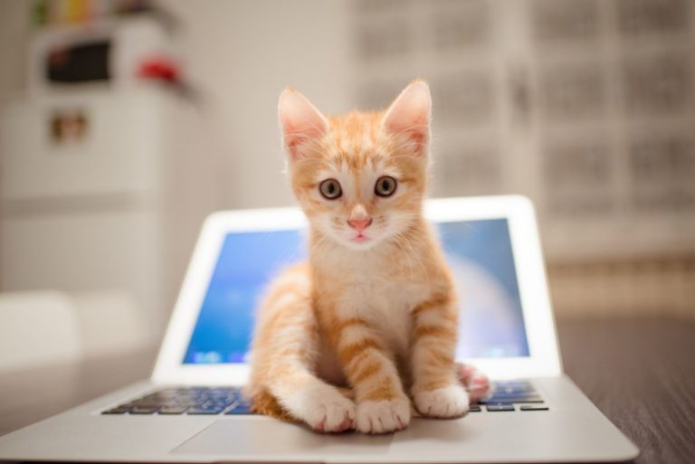 Чат бот Microsoft Zo допомагає бездомним котам знайти нове житло
