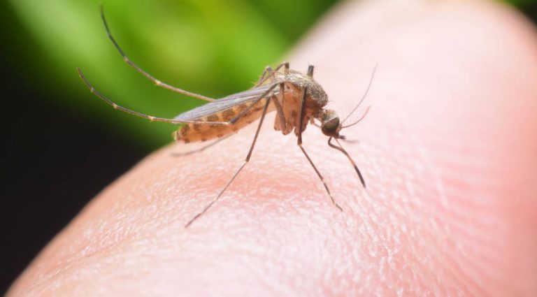 План Google по уничтожению комаров работает: переносчиков инфекций стало меньше