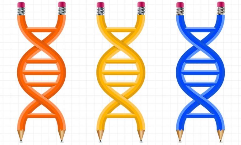 Создана CAD-система GP-Write для редактирования геномов
