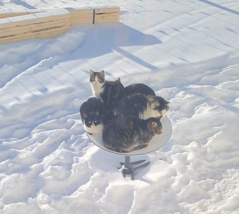 Коти стали неочікуваною завадою супутниковому інтернету Ілона Маска