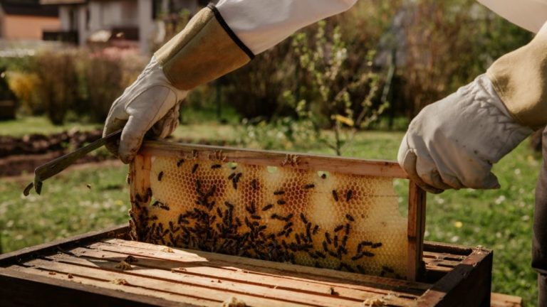 Пчелиный мед может стать сырьем для процессоров следующего поколения