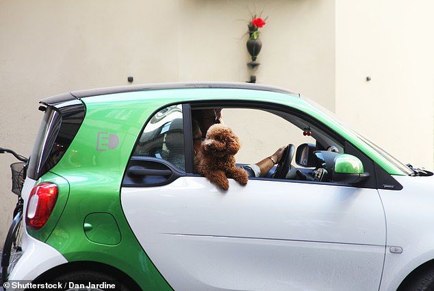 Выяснено, почему собаки больше любят электромобили, чем автомобили с ДВС