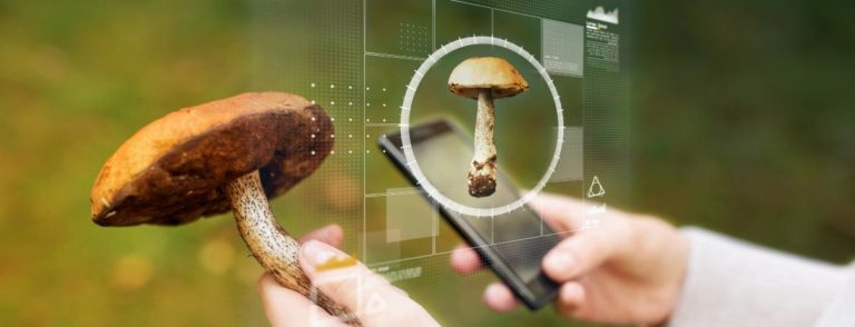 Не їжте гриби, якщо ви перевіряли їх смартфоном зі штучним інтелектом